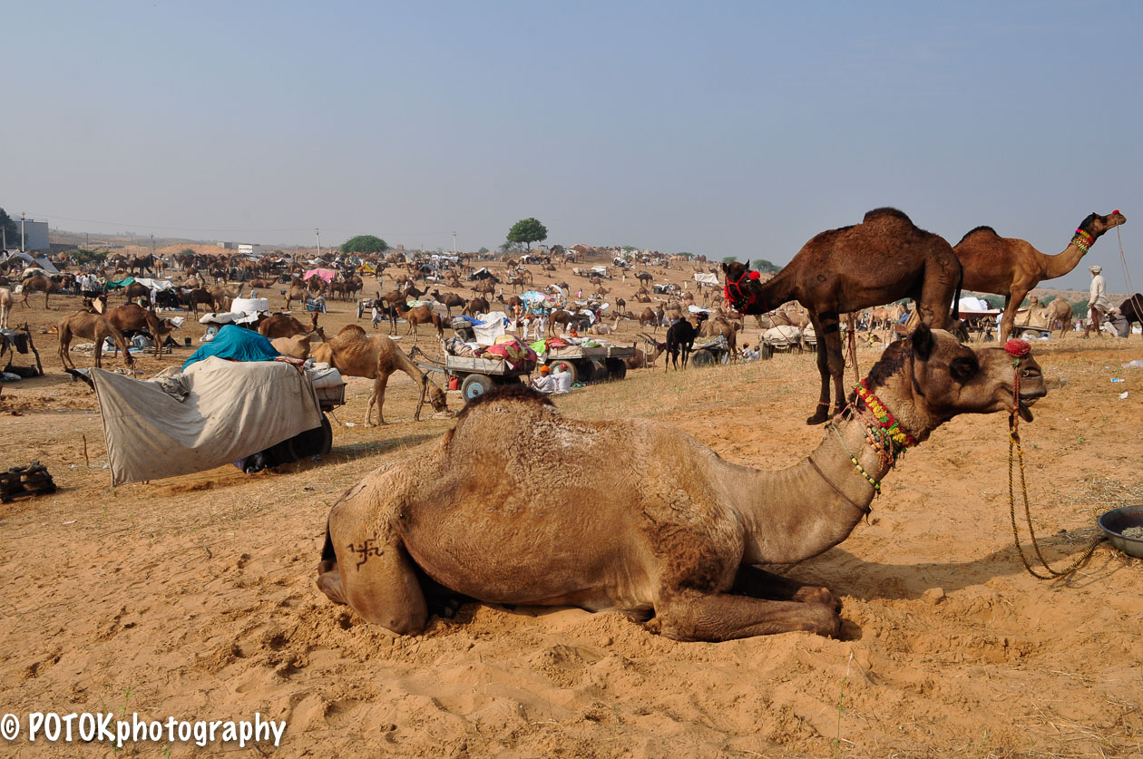 Pushkar-Camel-fair-2313.JPG