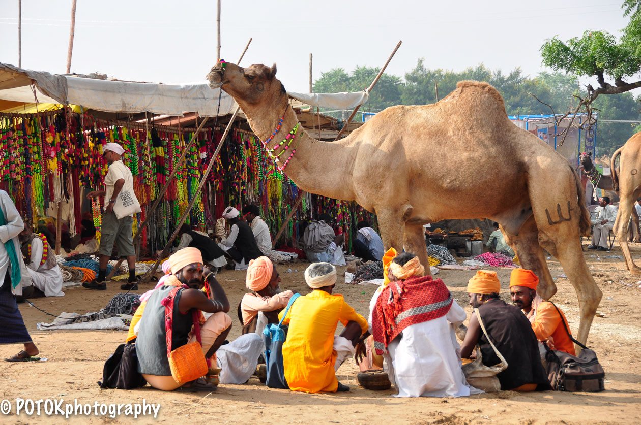 Pushkar-Camel-fair-2346.JPG