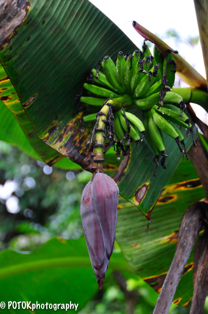 Suriname-banana-0266.JPG