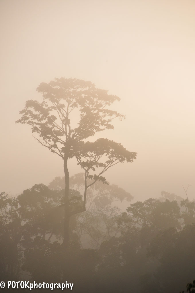 Suriname-misty-rainforest-0715.JPG